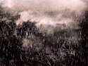 Grass, Clouds And Water