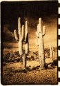 Infrared Cactus