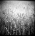 Harvest, France 2010