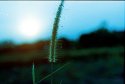 Rice Fields At Dusk