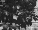 Detail Crop 2, Church Wall APHS Test