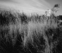 Florida Everglades