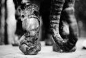 Elephant In The Room