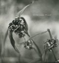 What Remains 4
