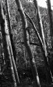 Leaning Aspen Grove