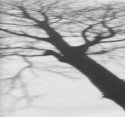 Tree Shadow