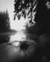 Morning Misty Moyie