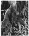 Beech Roots