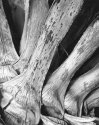 Dead Yucca
