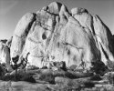 Rock / Joshua Tree