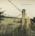 Summer Fence Hc