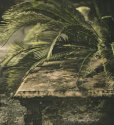 Bench And Palms Handcolored