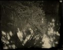 Medina River - Low Hanging Branch