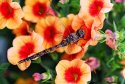 Dragonfly #2