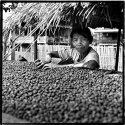 Coffee Drying - South Of Laos