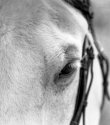 White Stallion