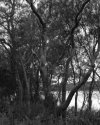 Trees By The Water