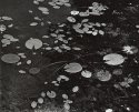 Lilies
