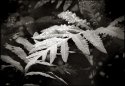 Dew on Fern