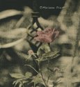 the rose hc