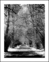 SHADED AVENUE