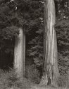 Two Redwoods, 2002