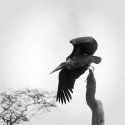 marabou008