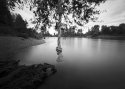 Swinging Tree, Willamette River, Oregon