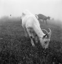Goats that appeared from the mist and scared the !^%$& out of me