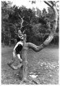 girl on a tree