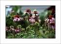 Coneflowers
