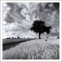 Tree and clouds 2