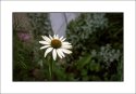 Single Coneflower