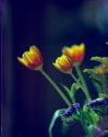 petzval flowers