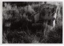 Some One's Discarded Old Friend