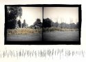 Reeds #3