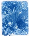 Cycad 1