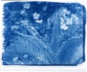 Cycad 2