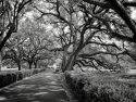 Oaks