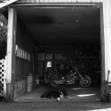 Garage Dog