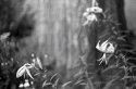 Leopard lillies ...