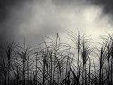 Beach Grass