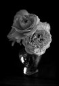 Roses...