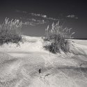 Sea Grasses, Pea Island, NC