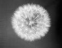 dandelion 4