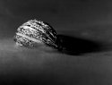 Poppy Seedpod