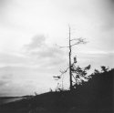 Holga natur
