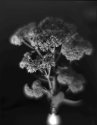 Fall sedum...
