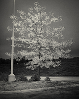 Parking Lot Tree