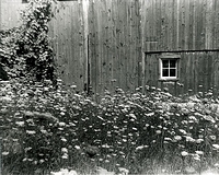 Old Barn & Queen Annes Lace 01